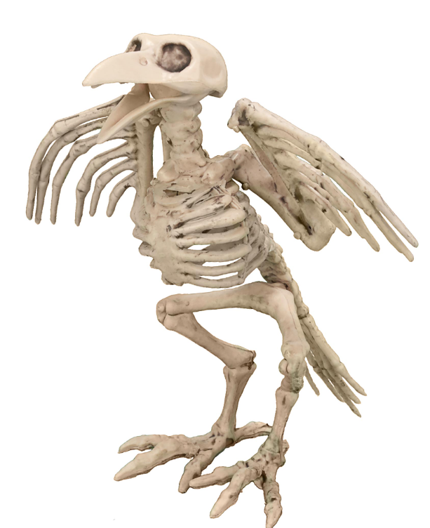 Décoration squelette de corbeau 19.5 cm Halloween